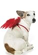 Pet Angel Wings Cute Dog Holiday Pet Costume