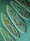 Living Cell