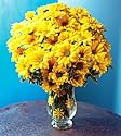 Yellow Daisies