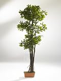 Eigenschaften NeuTrends  / Kunstbaum Ficus Wide Green (170cm/1680 Blätter)