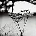 Queen Anne's Lace Flower - 36