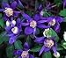 Blue Bird macropetala Clematis 15 Seeds - Vine