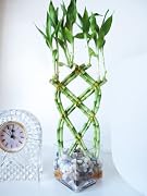 Floral 9GreenBox - Live 8 Braided Lucky Bamboo Plant Arrangement w/ Pebble & Vase