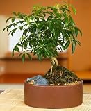 Schefflera Bonsai