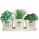 Cermaic Windowsill Herb Pots - INCLUDES SEEDS, COMPOST, CERMAIC POTS AND CERAMIC TRAY