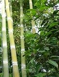 Eigenschaften tropical.garden  / Riesenbambus - Phyllostachys heterocycla pub. 20K