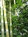 Riesenbambus - Phyllostachys heterocycla pub. 20K