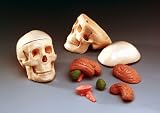 Mini Skull With Brain-WCPSB