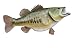 Signature Series-Large Mouth Bass Fish Replica-11 Pound/23 Inch/right facing