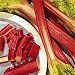 Rhubarb