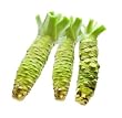 EXKLUSIV: Frischer, Echter Wasabi (1-2 Rhizomest�cke min. 50 Gramm Gesamtgewicht) - Erntefrisch importiert - Die unvergleichliche frische Alternative zur Wasabi-Paste