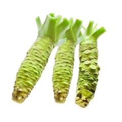 EXKLUSIV: Frischer, Echter Wasabi (Ganzes Rhizome ca. 50 Gramm) - Erntefrisch importiert - NEUE ERNTE VOM 20.05.2012 - Die unvergleichliche frische Alternative zur Wasabi-Paste / SPECIAL: Inklusive AgroDirect Wasabi-Reibe