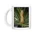 Photo Mugs of KF-3715 Sago Palm - male in flower from Ardea Wildlife Pets