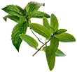 double mint flavor extract