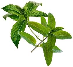 double mint flavor extract