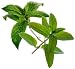 double mint flavor extract