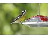 Photographic Print of Bananaquit on nectar feeder from Ardea
