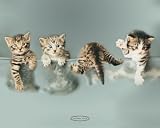 フォトミニポスター『Cats』