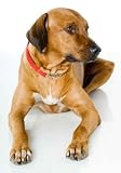 A Large Pet Dog Lying down on Studio Floor - 24