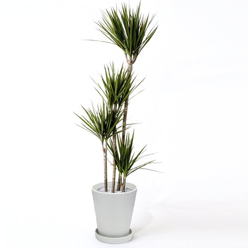 【第一園芸】観葉植物「ドラセナ・コンシンネ」10号 白鉢