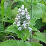 CATNIP  500 Seeds - Nepeta cataria