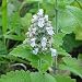 CATNIP 500 Seeds - Nepeta cataria