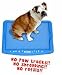 Kitchen & Housewares : WizDog Indoor Dog Potty