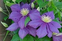 General Sikorsky Clematis 1 Vine