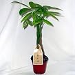 5 Money Tree Plants Braided into 1 Tree -Pachira-4" Pot
