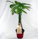 5 Money Tree Plants Braided into 1 Tree -Pachira-4