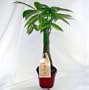 5 Money Tree Plants Braided into 1 Tree -Pachira-4" Pot