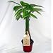 5 Money Tree Plants Braided into 1 Tree -Pachira-4" Pot