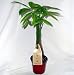 5 Money Tree Plants Braided into 1 Tree -Pachira-4
