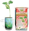 Nature's Greeting Magic Plant- I Love You Valentine's Edition