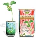 Nature's Greeting Magic Plant- "I Love You" Valentine's Edition