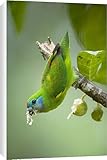 Canvas Prints of Double-eyed Fig-Parrot - female adult hangs up side down on a branch and feeds from Ardea Wildlife Pets