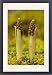 Framed Prints of Birds nest orchid - young spikes emerging from Ardea Wildlife Pets