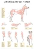 Muskulatur des Hundes. Poster