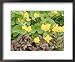 Summer Partners, Caltha Palustris & Astilbe X Andresii Wisley Framed Art Poster Print by Sunniva Harte, 22x18