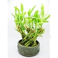 BUY : 9GreenBox - Live Spiral LArge Basket Style Lucky Bamboo Plant Arrangement w/ Green Round Ceramic Vase Total 20 + Bamboo *Gift*