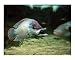 The small fish eats the big one. Zoologischer Garten, Munich Animals Photographic Poster Print by Bel Phos, 10x8