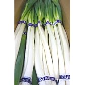 鳥取県産 白ねぎ 1箱3kg