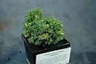 Chamaecyparis Pisifera `Gold Dust' Pot Size 4