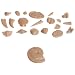 American Educational 3067 Basic Fossil Kit