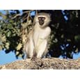 Vervet Monkey (Cercopithecus Aethiops), Kruger National Park, South Africa, Africa Photographic Poster Print by Steve & Ann Toon, 32x24