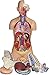Herindera Human Torso Unisex Dissectable in 9 Parts RS.2500.00