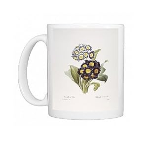 REDOUTE AURICULA, 1833. /nAuricula (Primula auricula) engraving after a Photo Mug