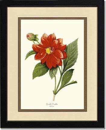 Vintage Botanical Flower Art Print: Dahlia (Redoute) 8x10 Print 11x14 Cream/Gold Mat Black Frame Dahlia sp