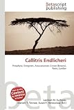 Callitris Endlicheri ENDLICHERI☆ENDLICHERI