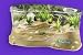 Toys : Planet Frog Habitat